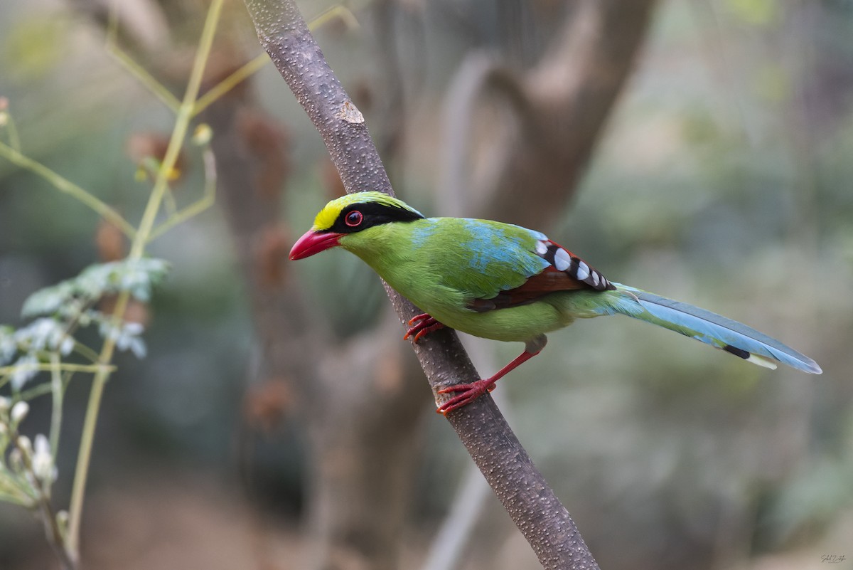 Common Green-Magpie - Sahil 🐧