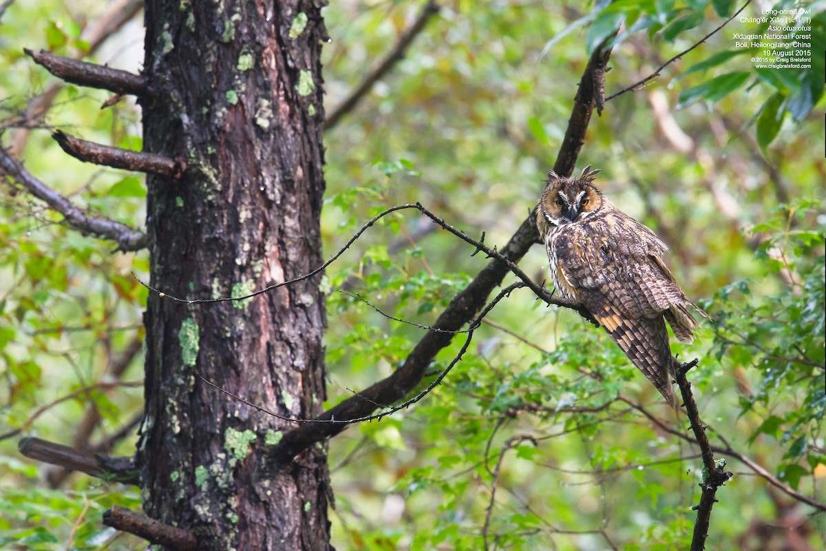Long-eared Owl - ML59057021