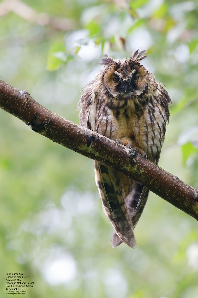 Long-eared Owl - ML59057041