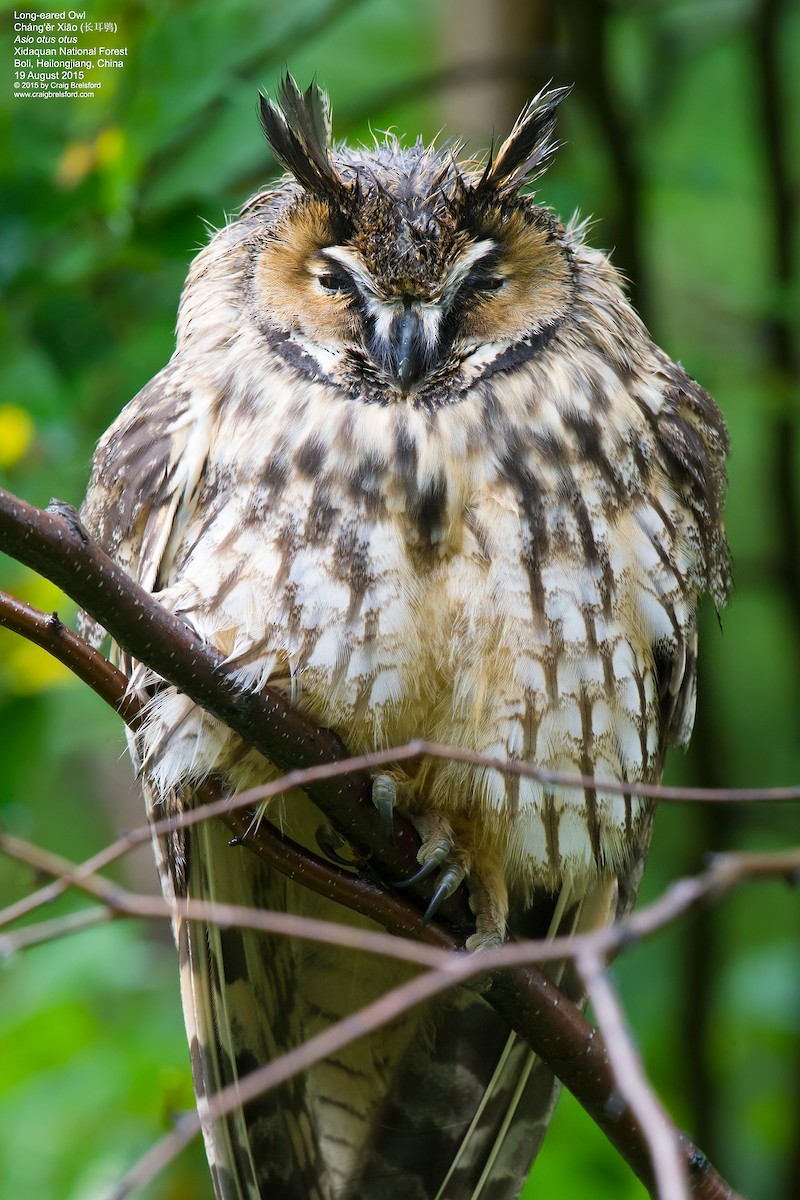 Long-eared Owl - ML59057051