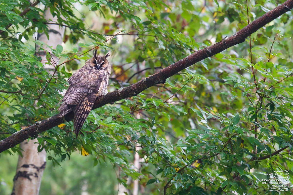 Long-eared Owl - ML59057061