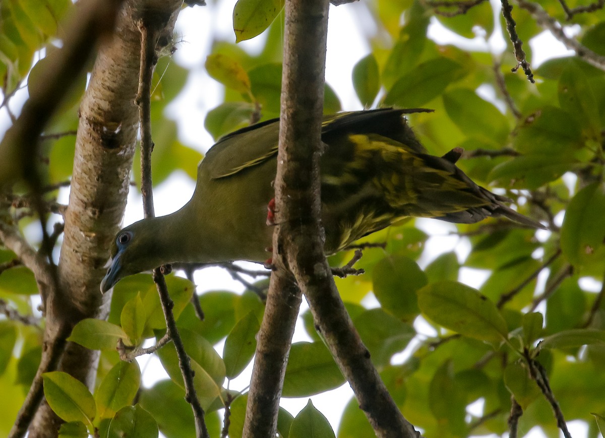 Yellow-vented Green-Pigeon - ML590571171