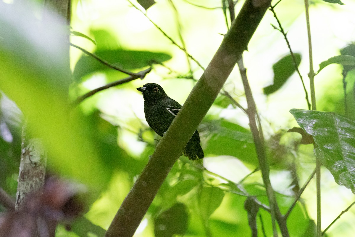 Black-tailed Antbird - ML590578461