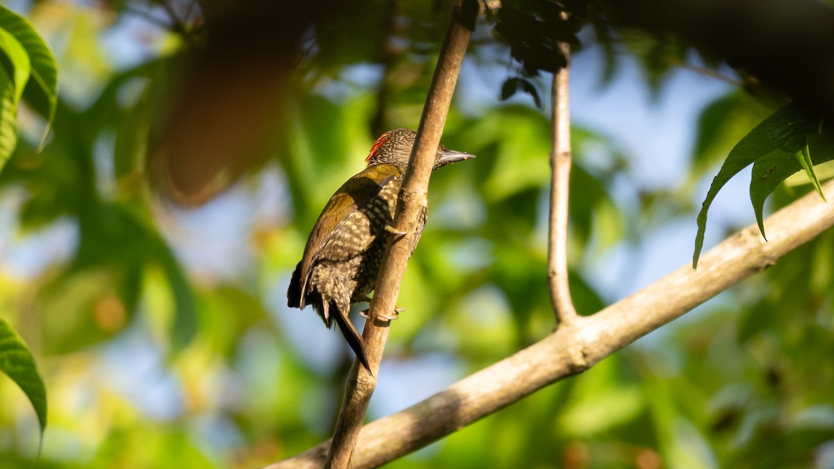 Buff-spotted Woodpecker - ML590581211