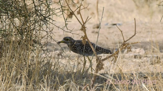 Spotted Thick-knee - ML590581671