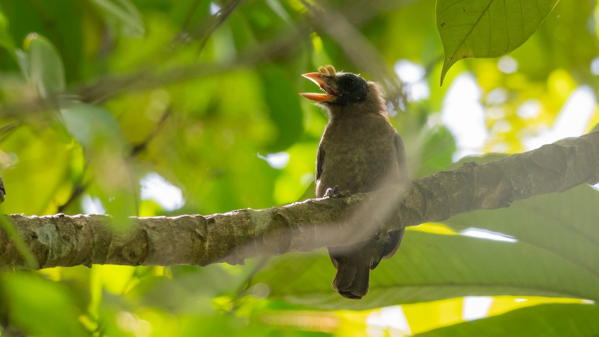 Bristle-nosed Barbet - Mathurin Malby