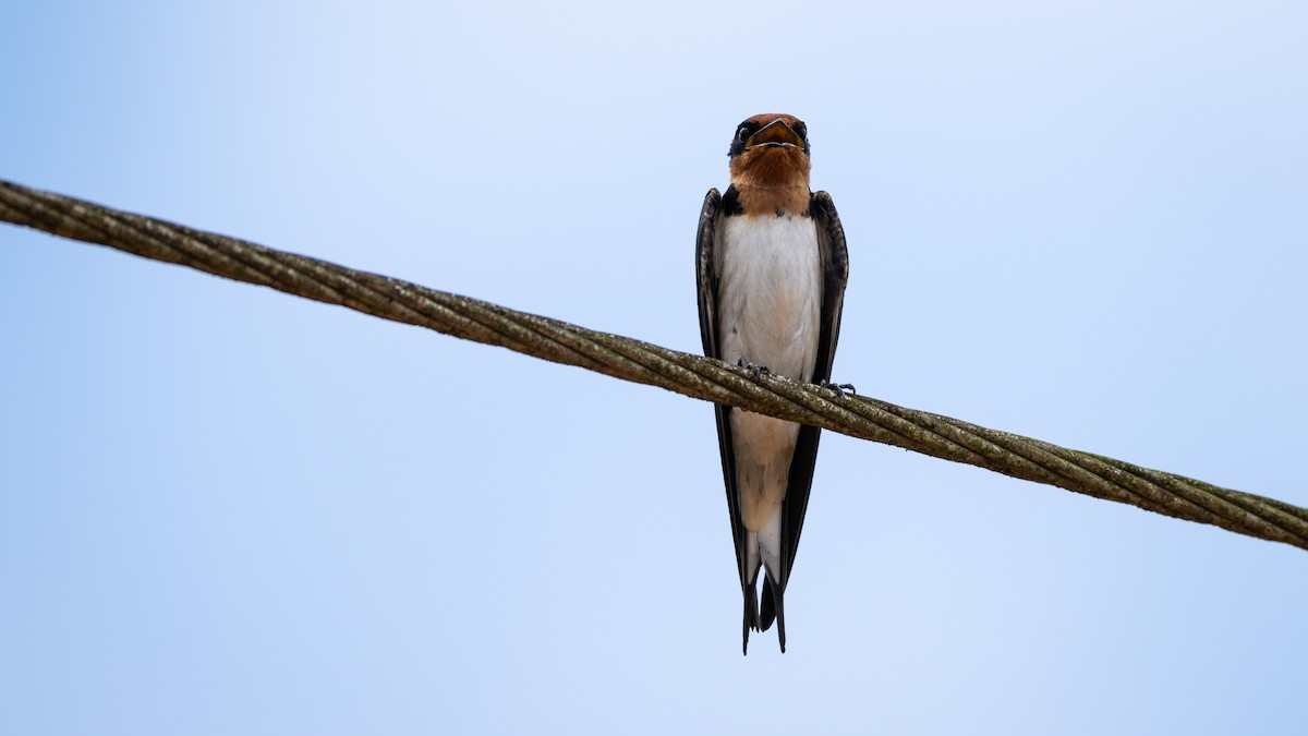 Ethiopian Swallow - ML590582191