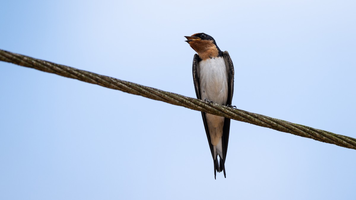 Ethiopian Swallow - ML590582201