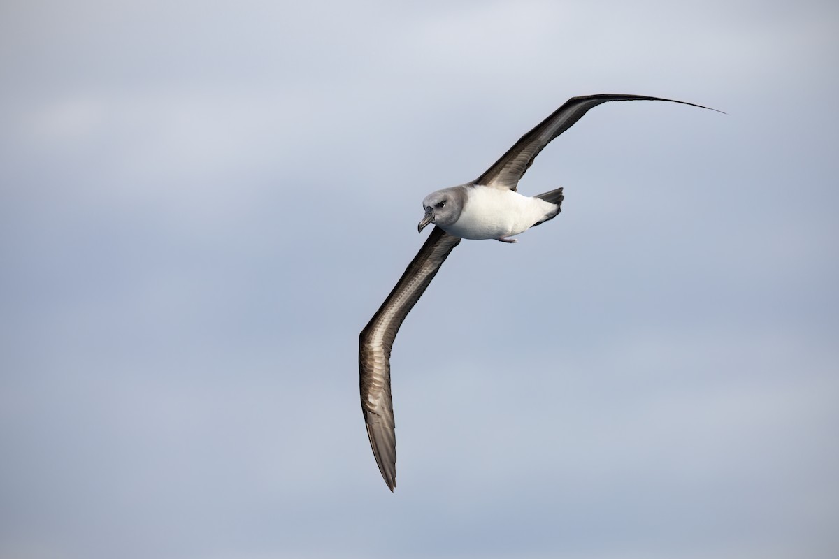 Gray-headed Albatross - ML590583501