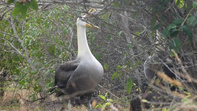 Albatros de Galápagos - ML590583841