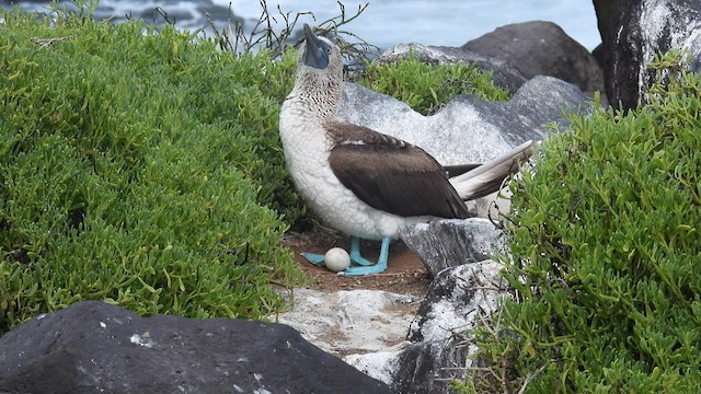 Blue-footed Booby - ML590583851