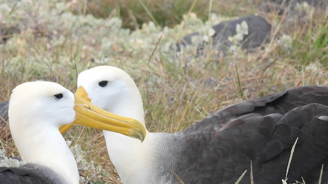 Albatros de Galápagos - ML590583871