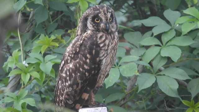 Short-eared Owl (Galapagos) - ML590586501