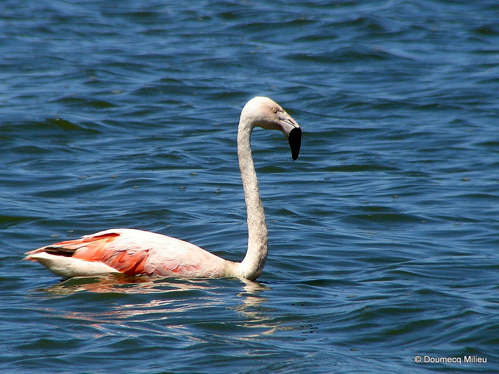 Chilean Flamingo - Ricardo  Doumecq Milieu