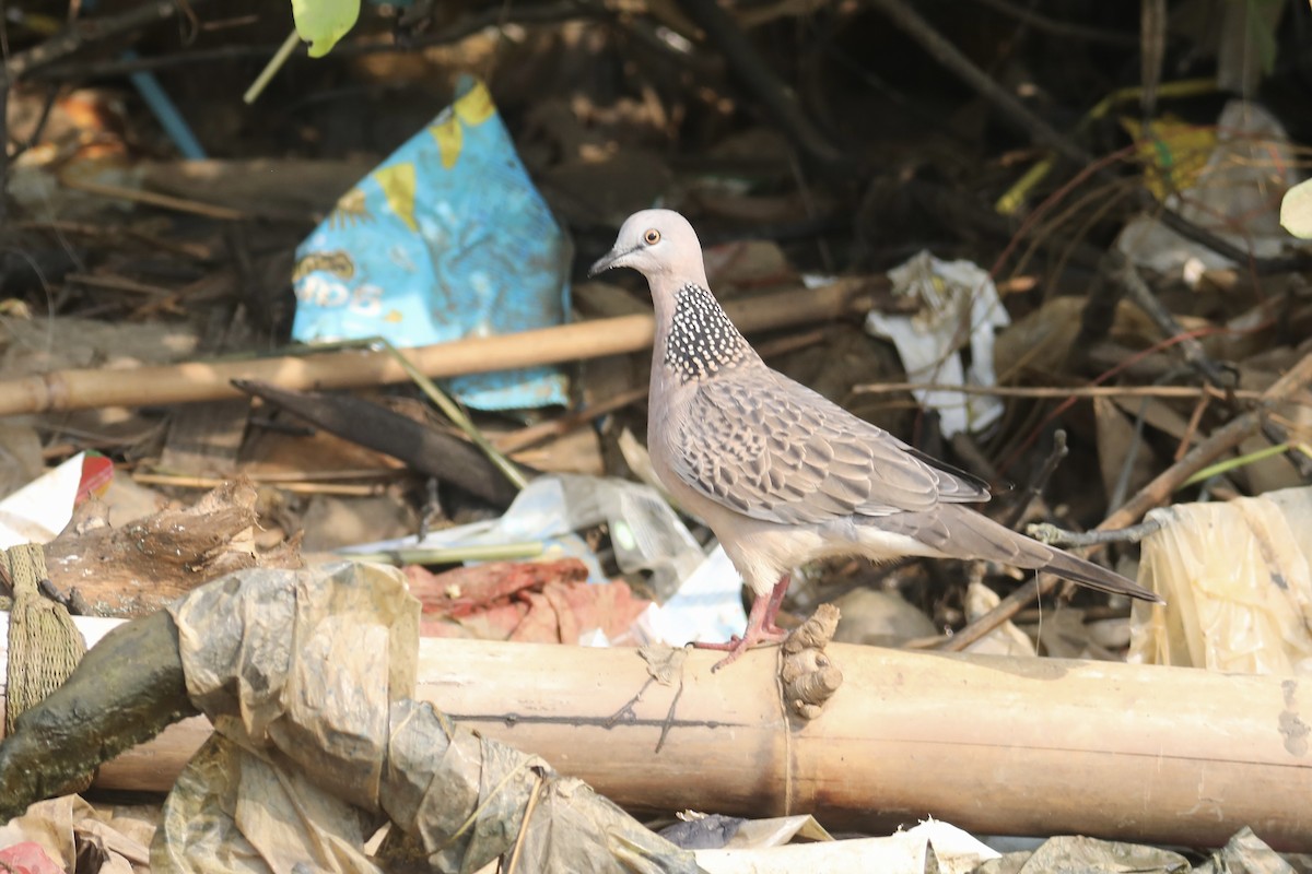 Spotted Dove - ML590587091