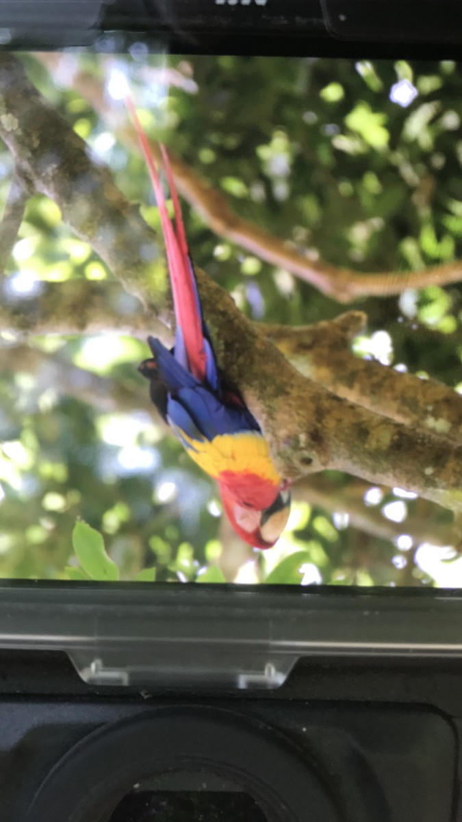 Scarlet Macaw - Rolando Barrera