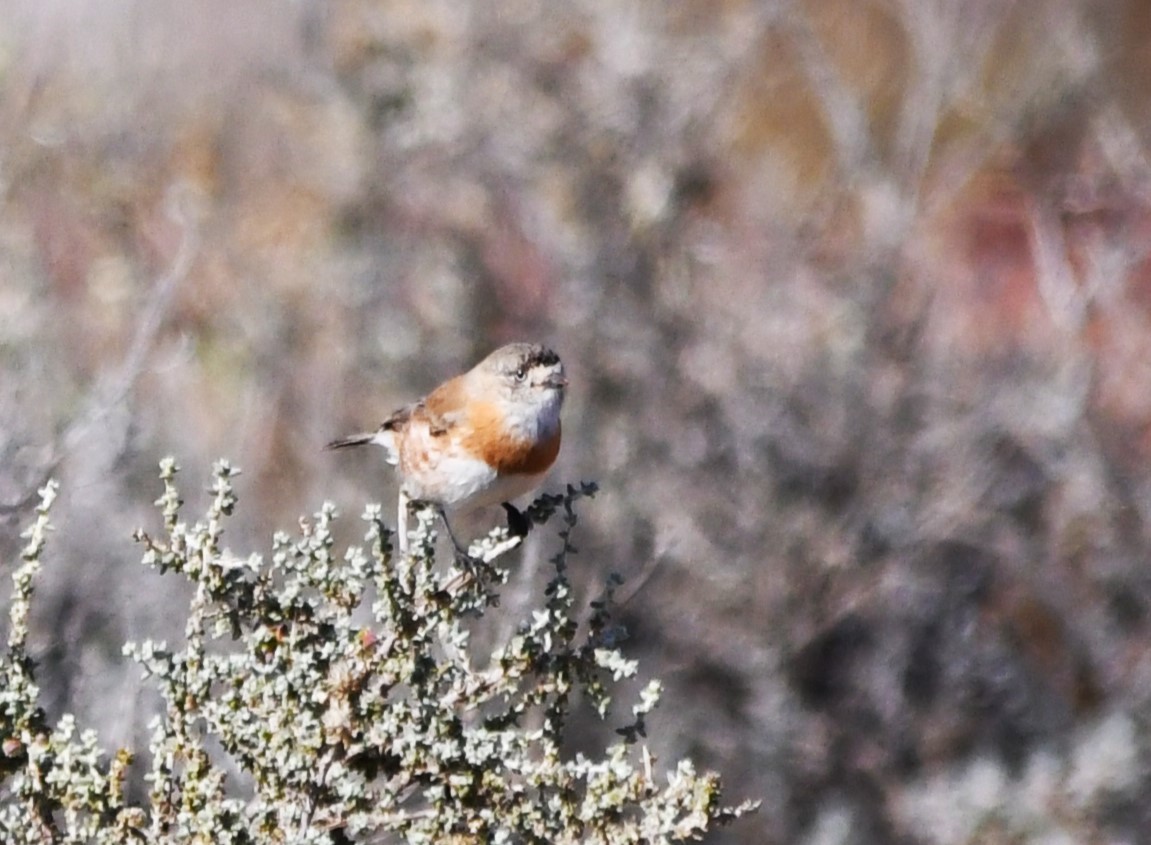 Chestnut-breasted Whiteface - ML590593521