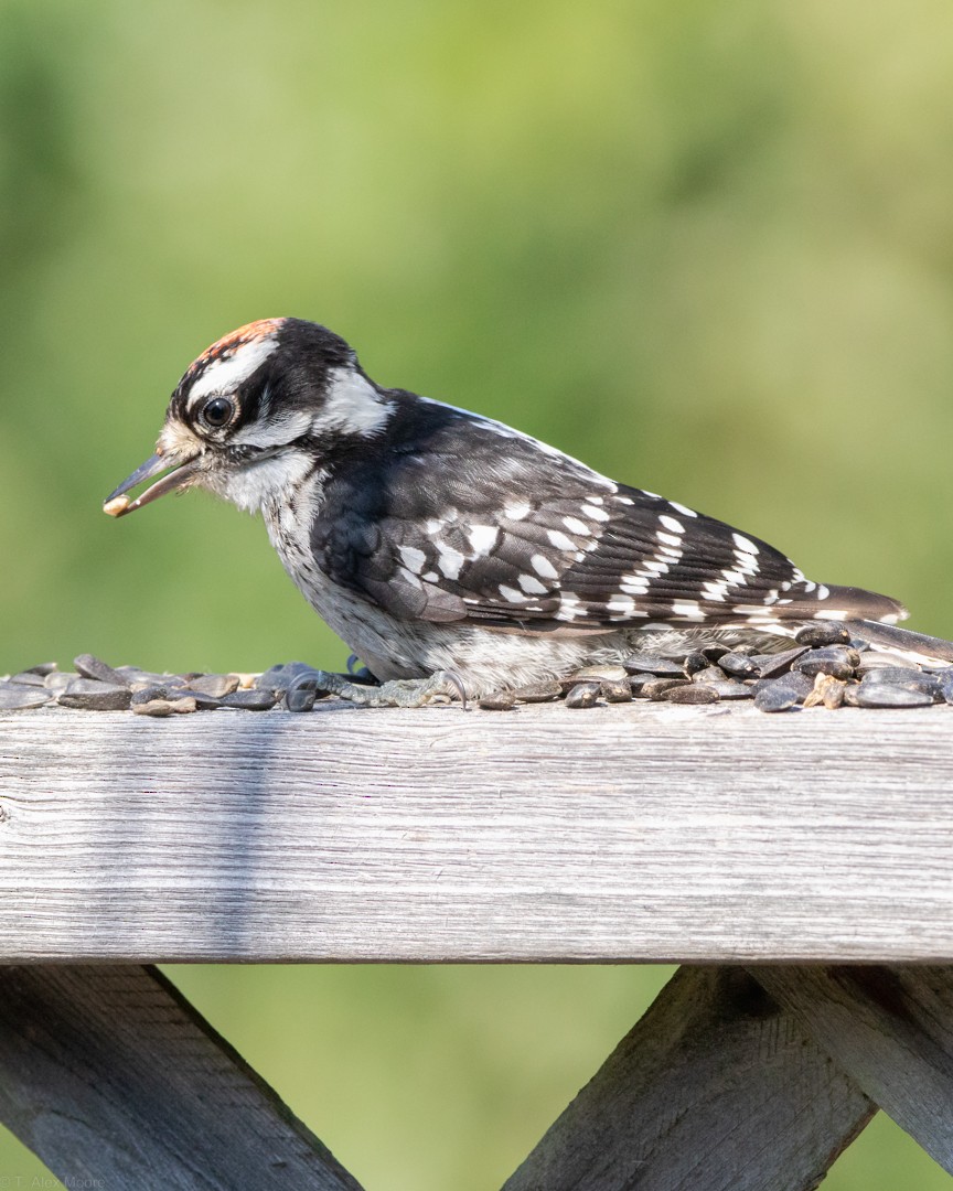 Downy Woodpecker - ML590594971