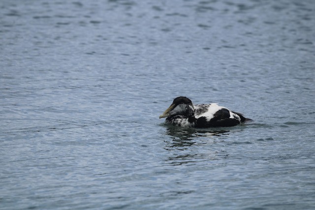 Common Eider (Eurasian)