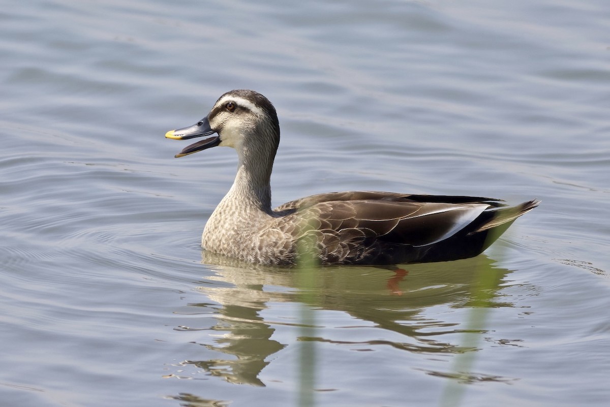 Eastern Spot-billed Duck - ML590597381