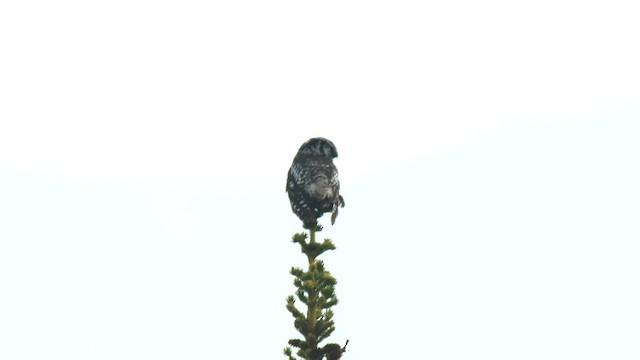 Northern Hawk Owl (American) - ML590597891