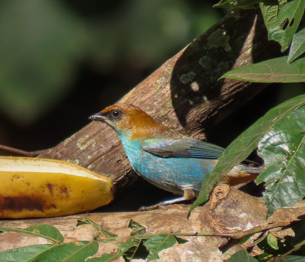 Chestnut-backed Tanager - Fernando Pocho Cabral / Birding Iguazu
