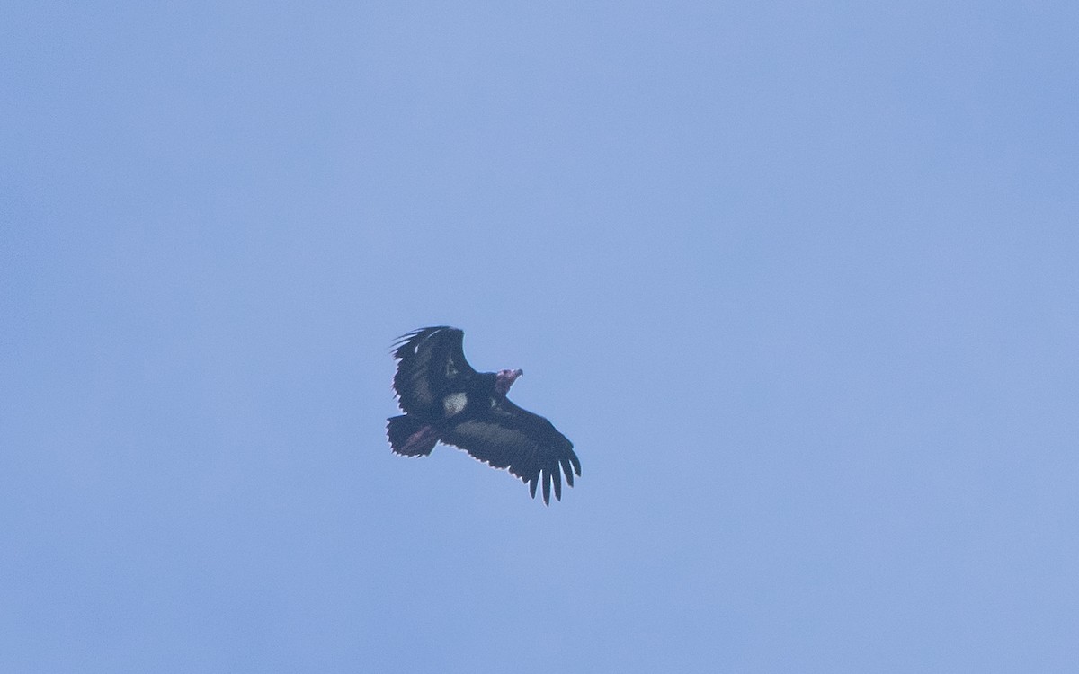 Red-headed Vulture - ML590602911