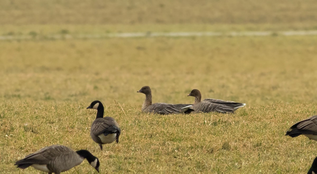 Pink-footed Goose - ML59060381