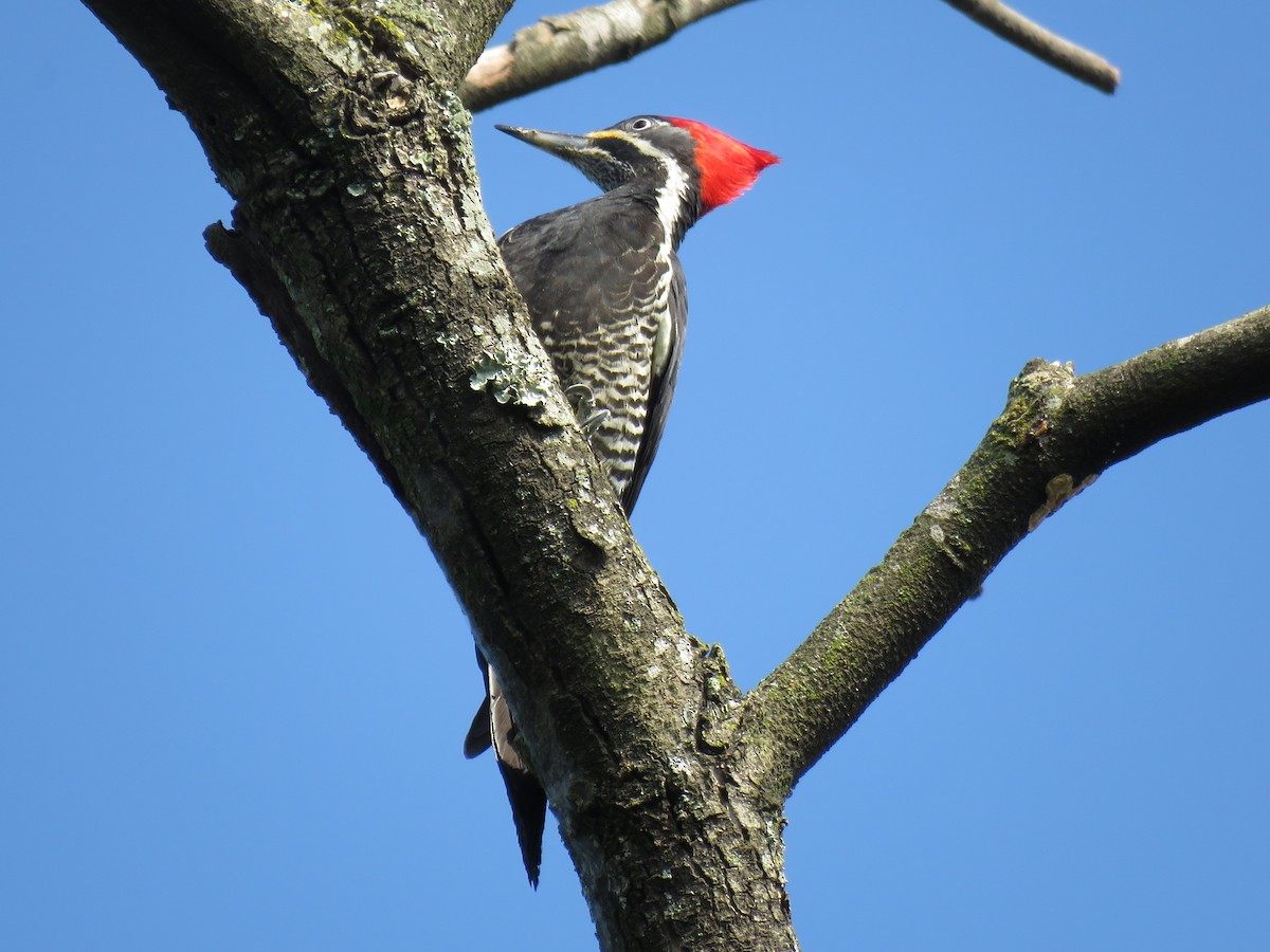 Lineated Woodpecker - CEO Centro de Estudos Ornitológicos