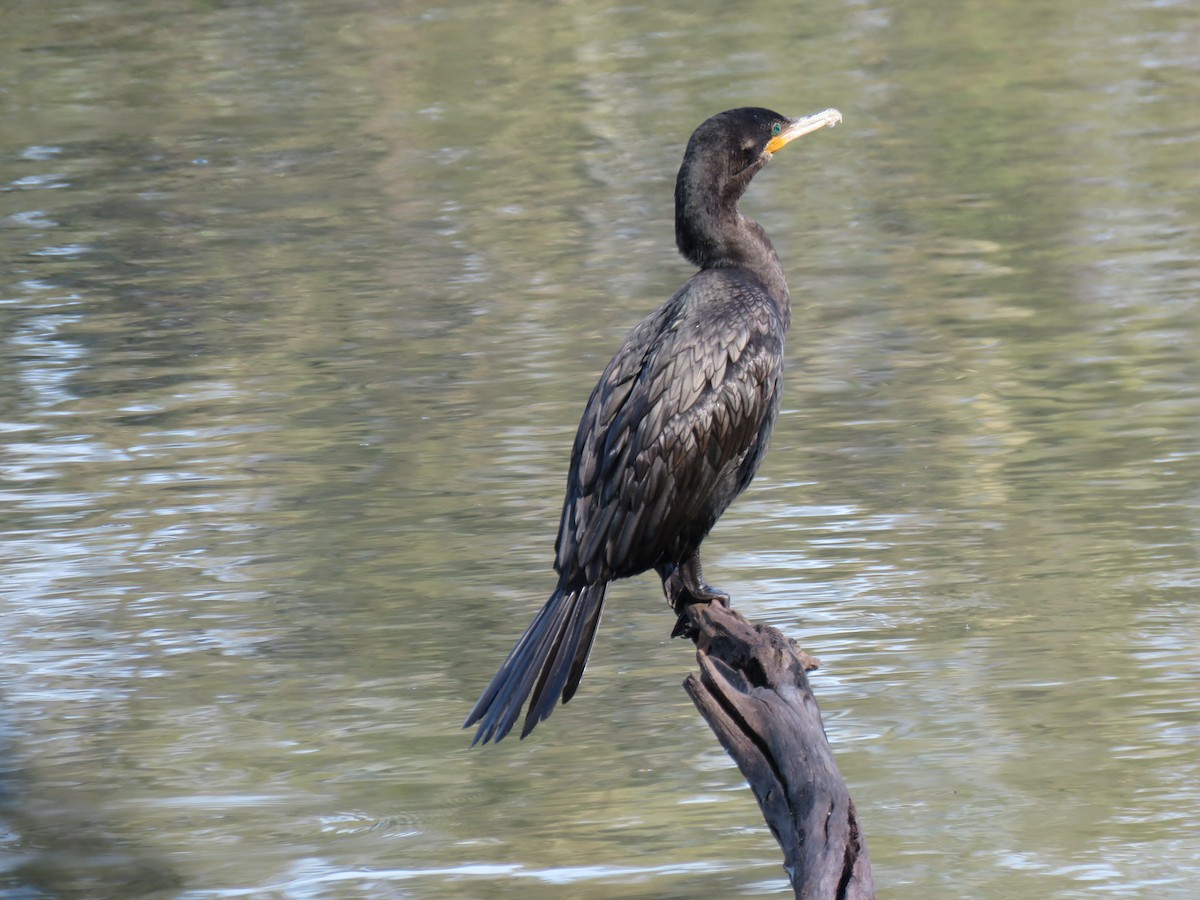 Neotropic Cormorant - CEO Centro de Estudos Ornitológicos