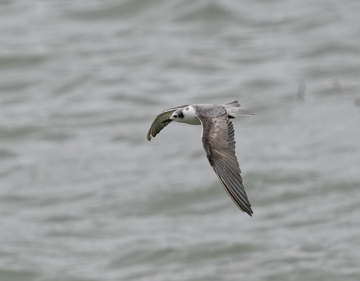 White-winged Tern - ML590607821