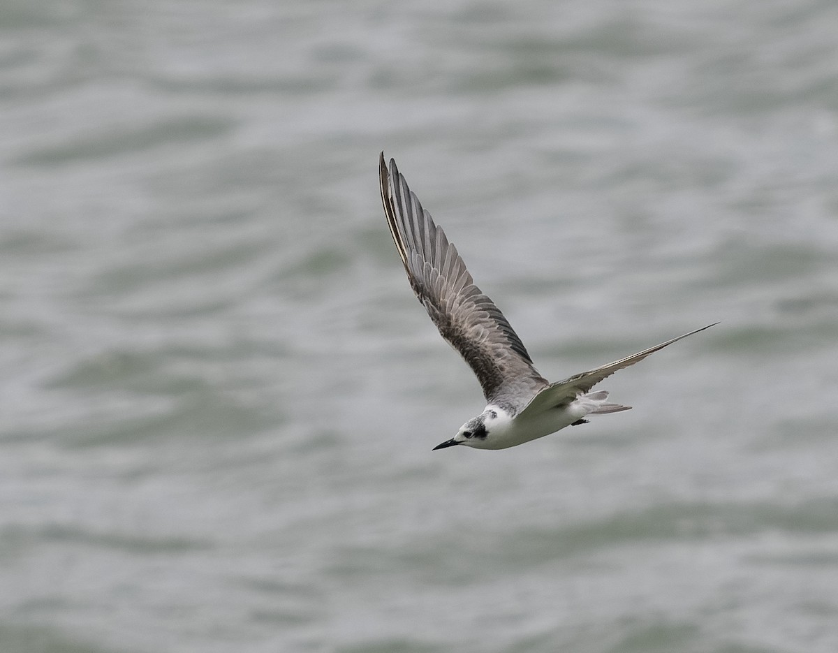 White-winged Tern - ML590607831