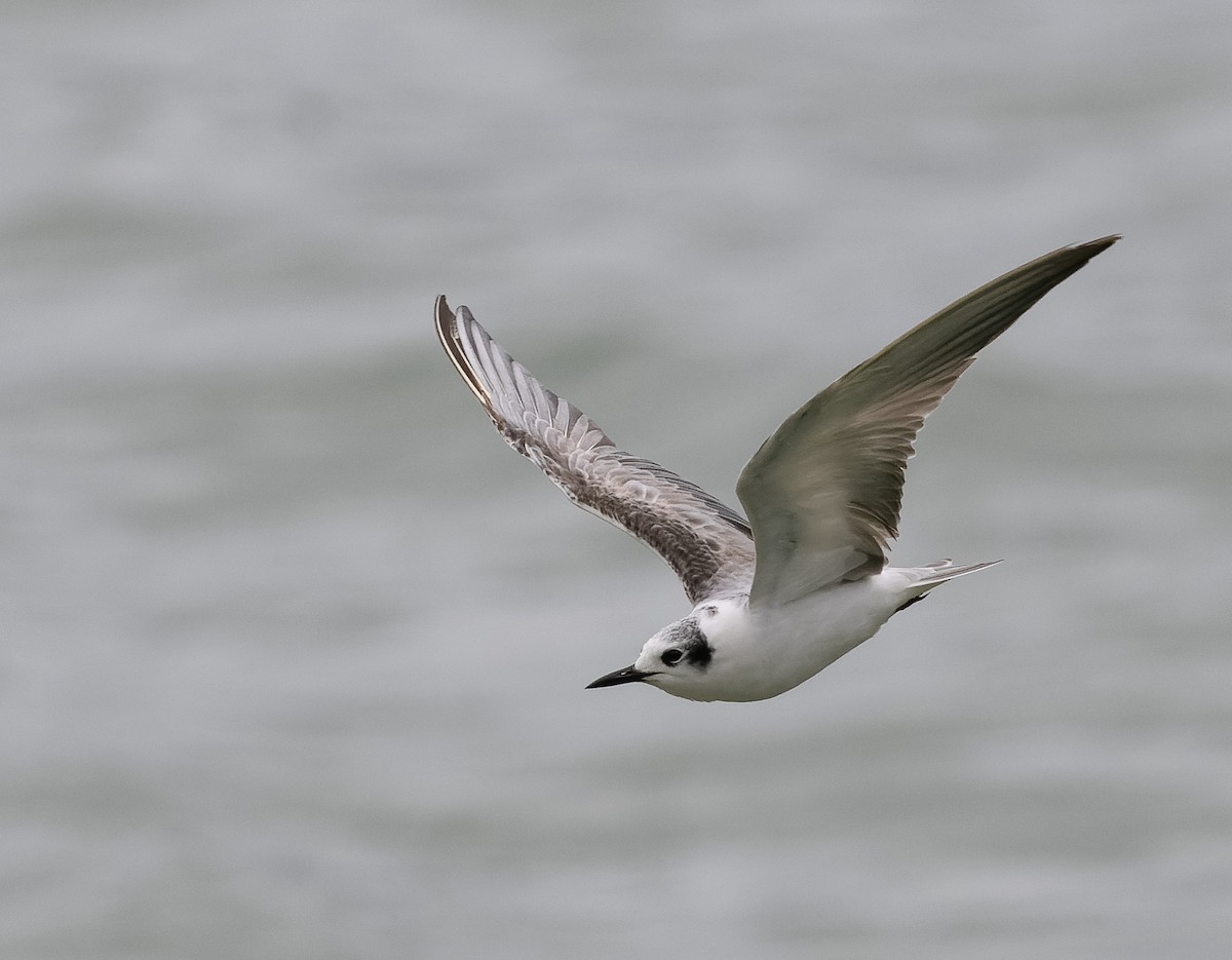 White-winged Tern - ML590607881