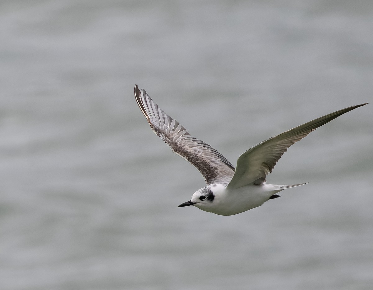 White-winged Tern - ML590607891