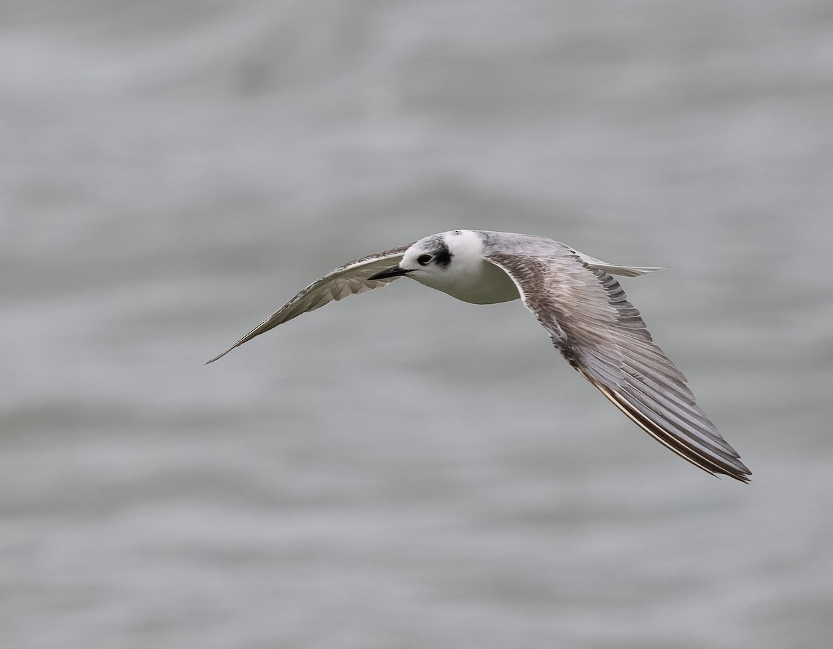 White-winged Tern - ML590607901