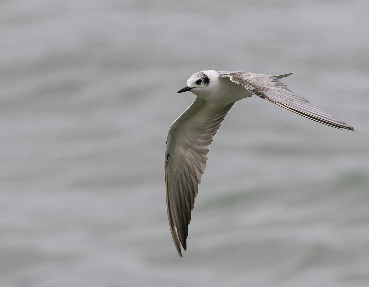 White-winged Tern - ML590607921