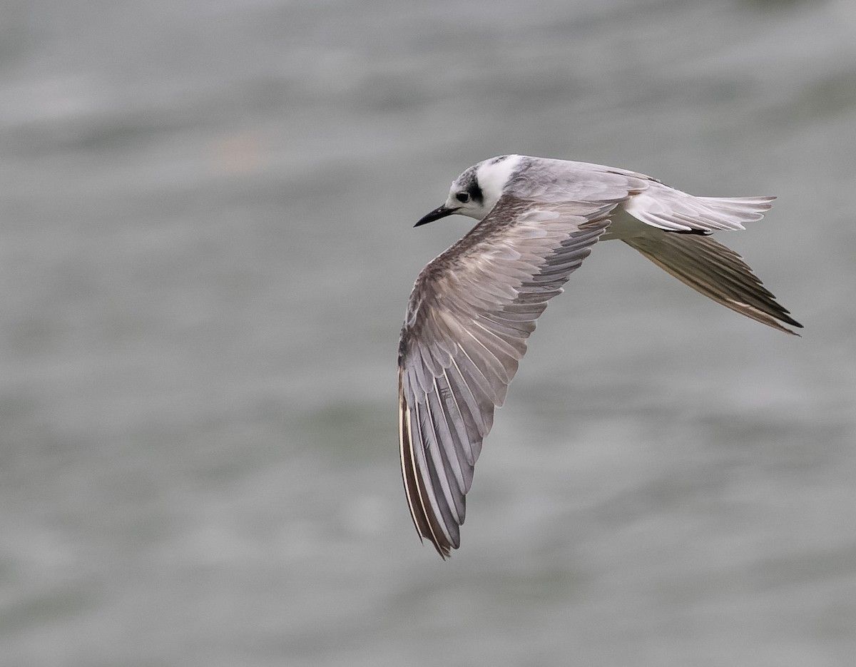 White-winged Tern - ML590607931