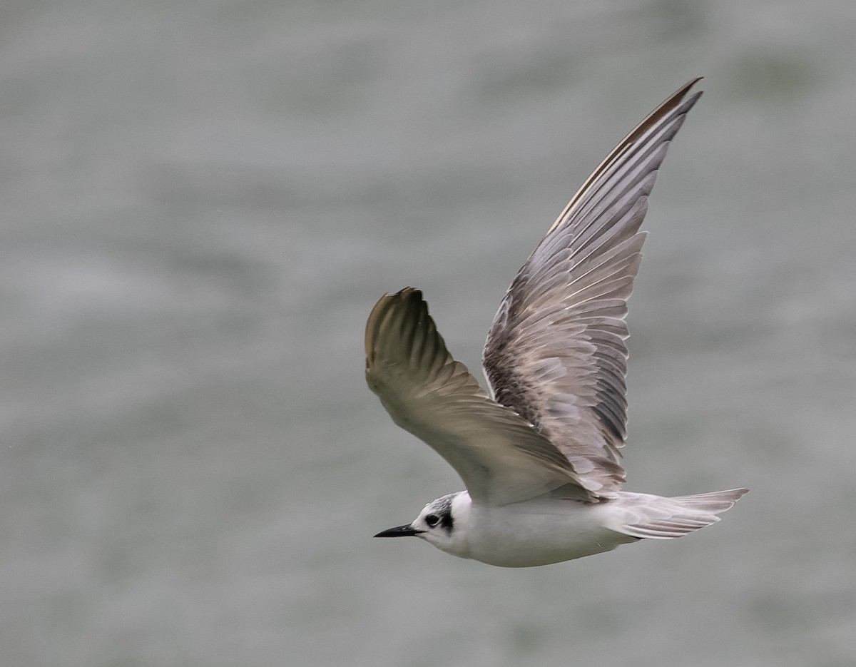 White-winged Tern - ML590607941