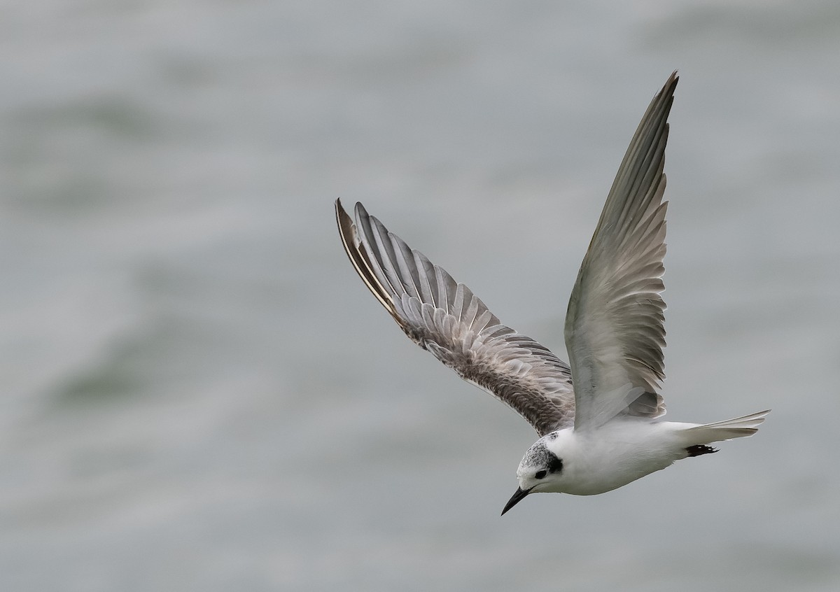 White-winged Tern - ML590607951