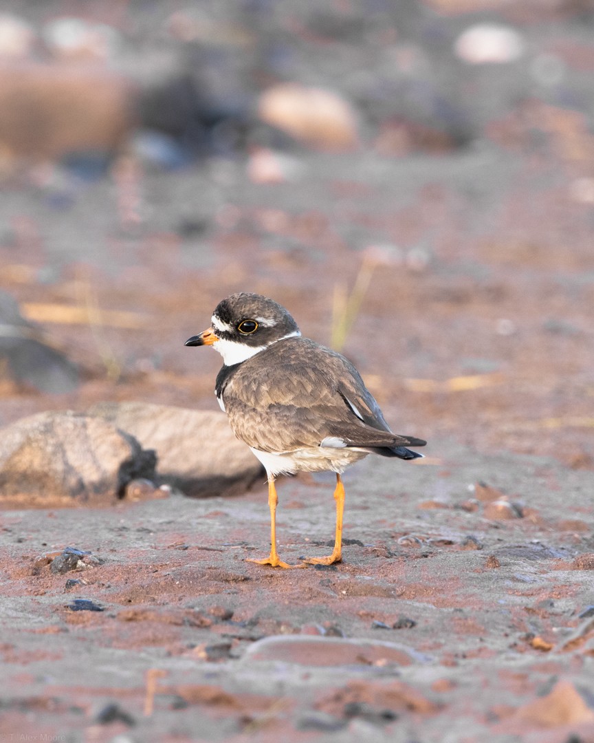 Semipalmated Plover - ML590608141