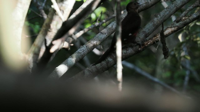 Okinawa Woodpecker - ML590609451