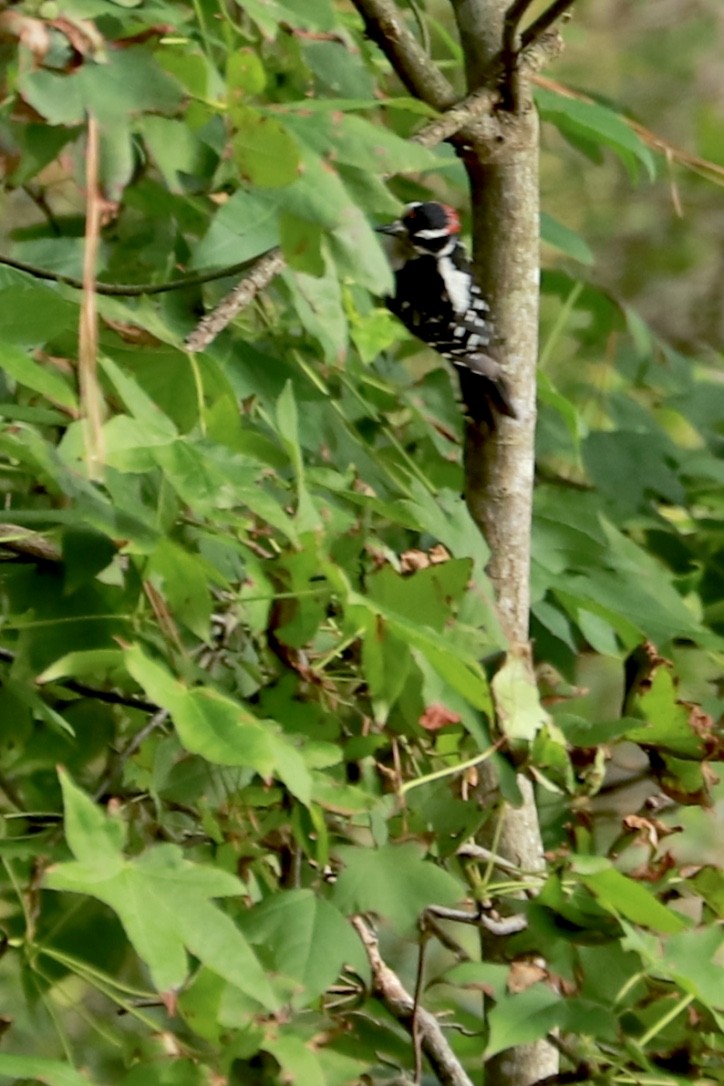 Downy Woodpecker - ML590610561