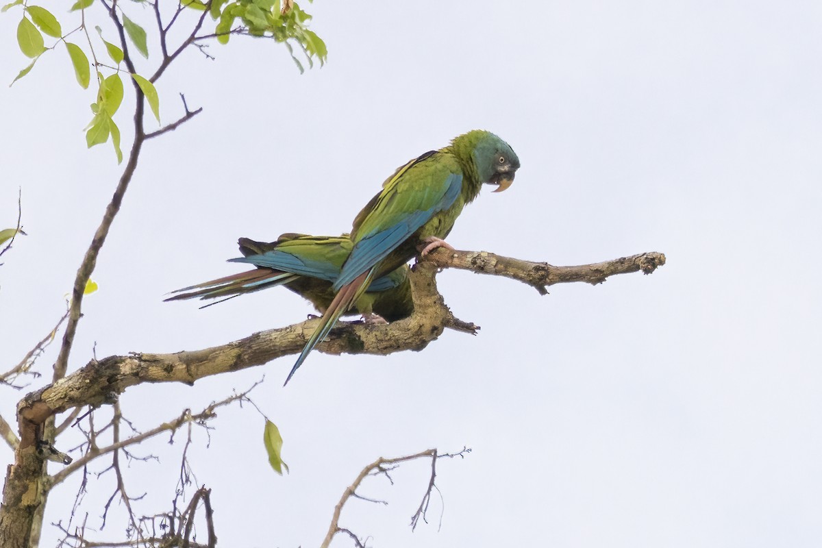 Blue-headed Macaw - ML590613731