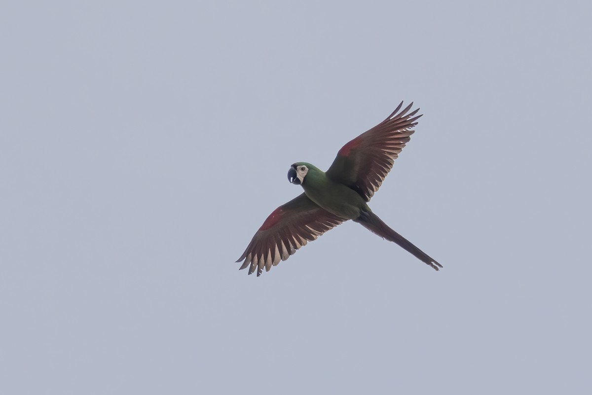 Chestnut-fronted Macaw - ML590613801