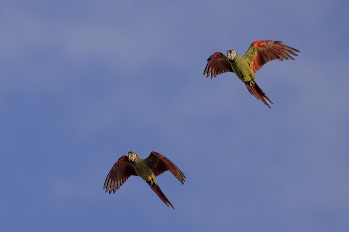 Chestnut-fronted Macaw - ML590613821