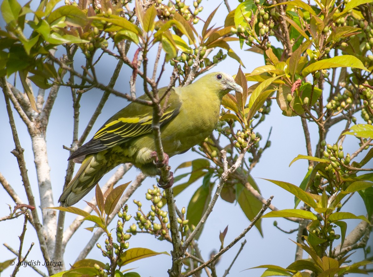 Andaman Green-Pigeon - Jagdish Jatiya