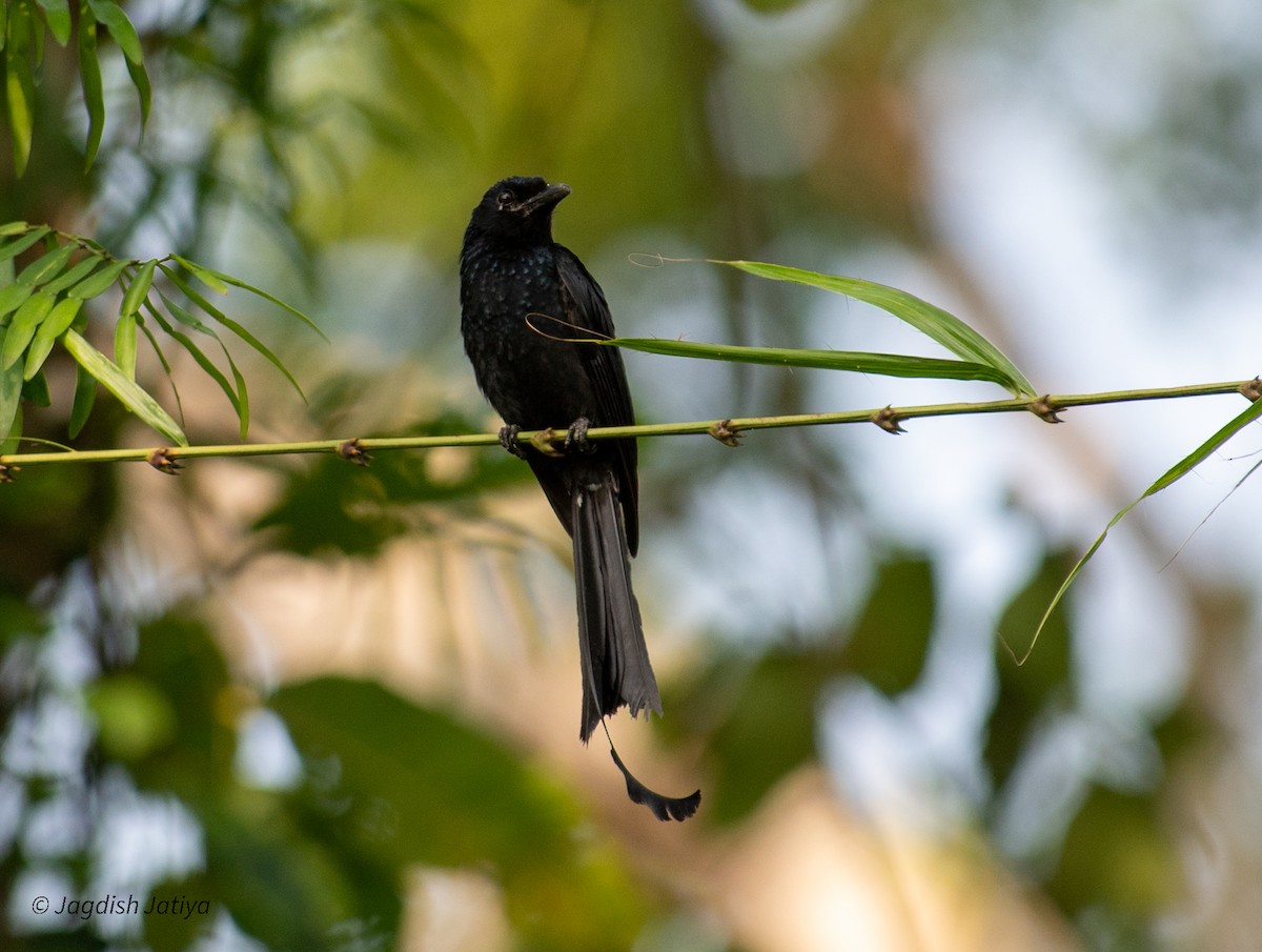 Greater Racket-tailed Drongo - ML590616021