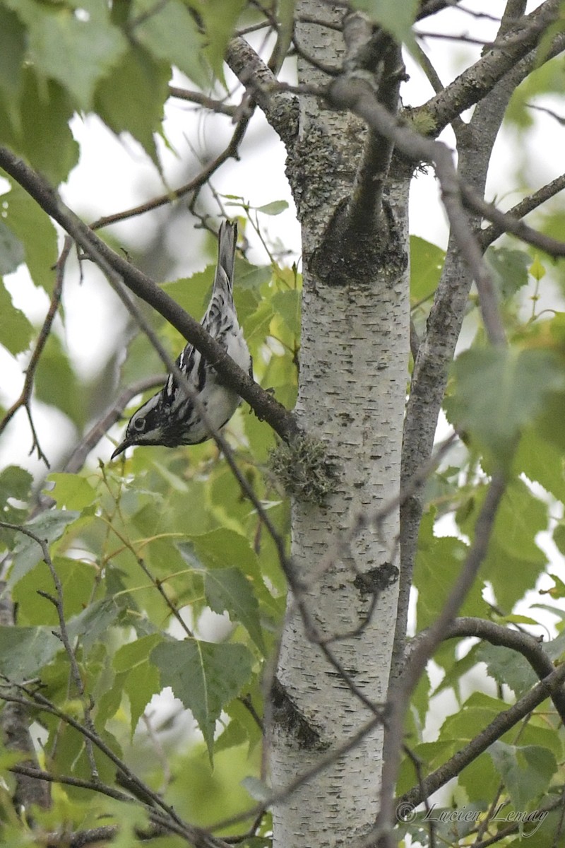 Black-and-white Warbler - ML590620181