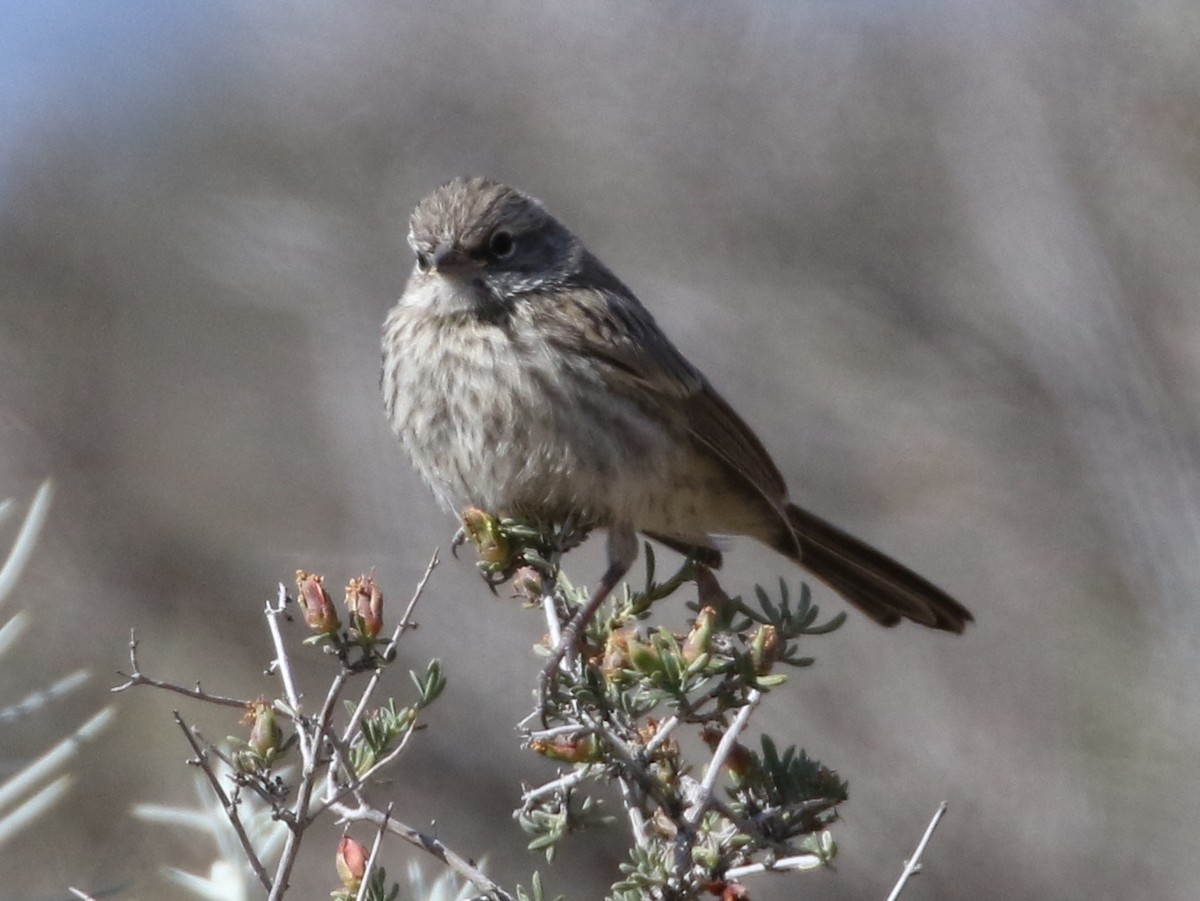 Sagebrush Sparrow - Steve Calver