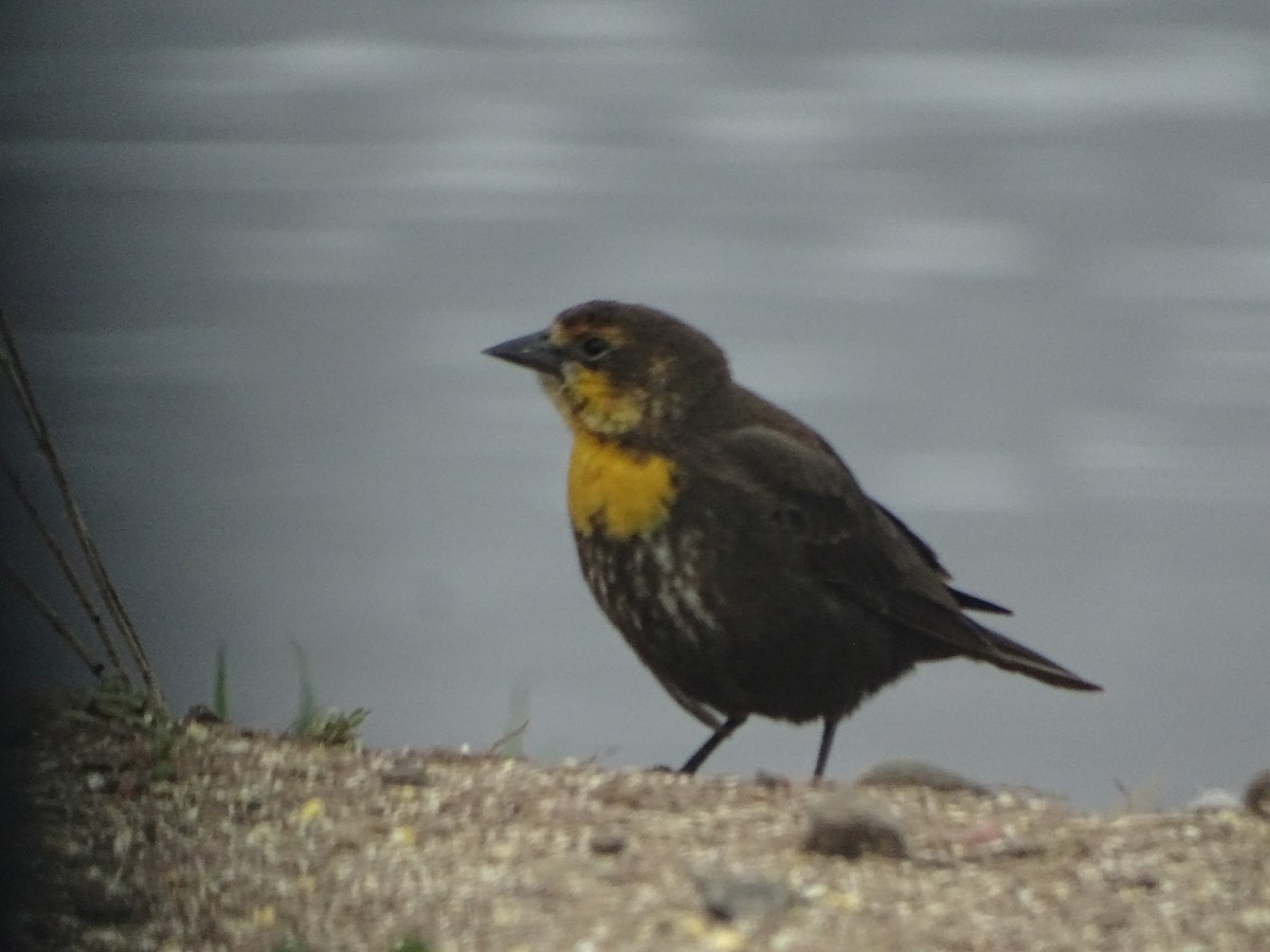 Yellow-headed Blackbird - ML59062611